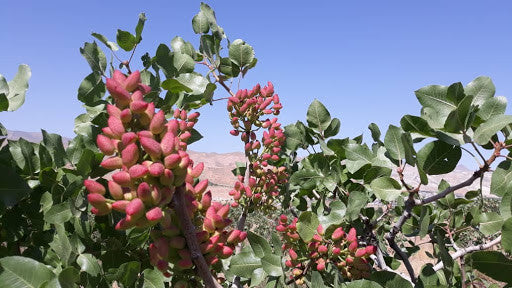 Pistaches d’Iran (décortiquées) – bio