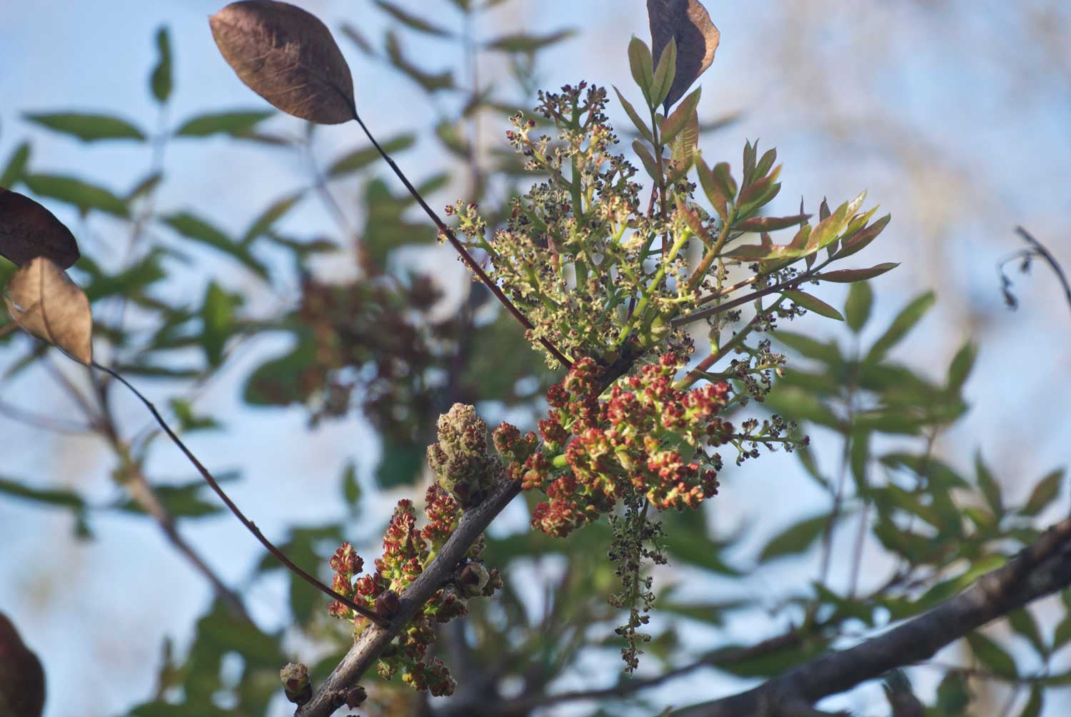 Pistaches d’Iran (décortiquées) – bio