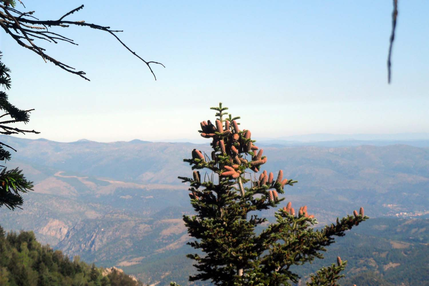 Cônes de sapin des Pyrénées (broyés) – bio et sauvages