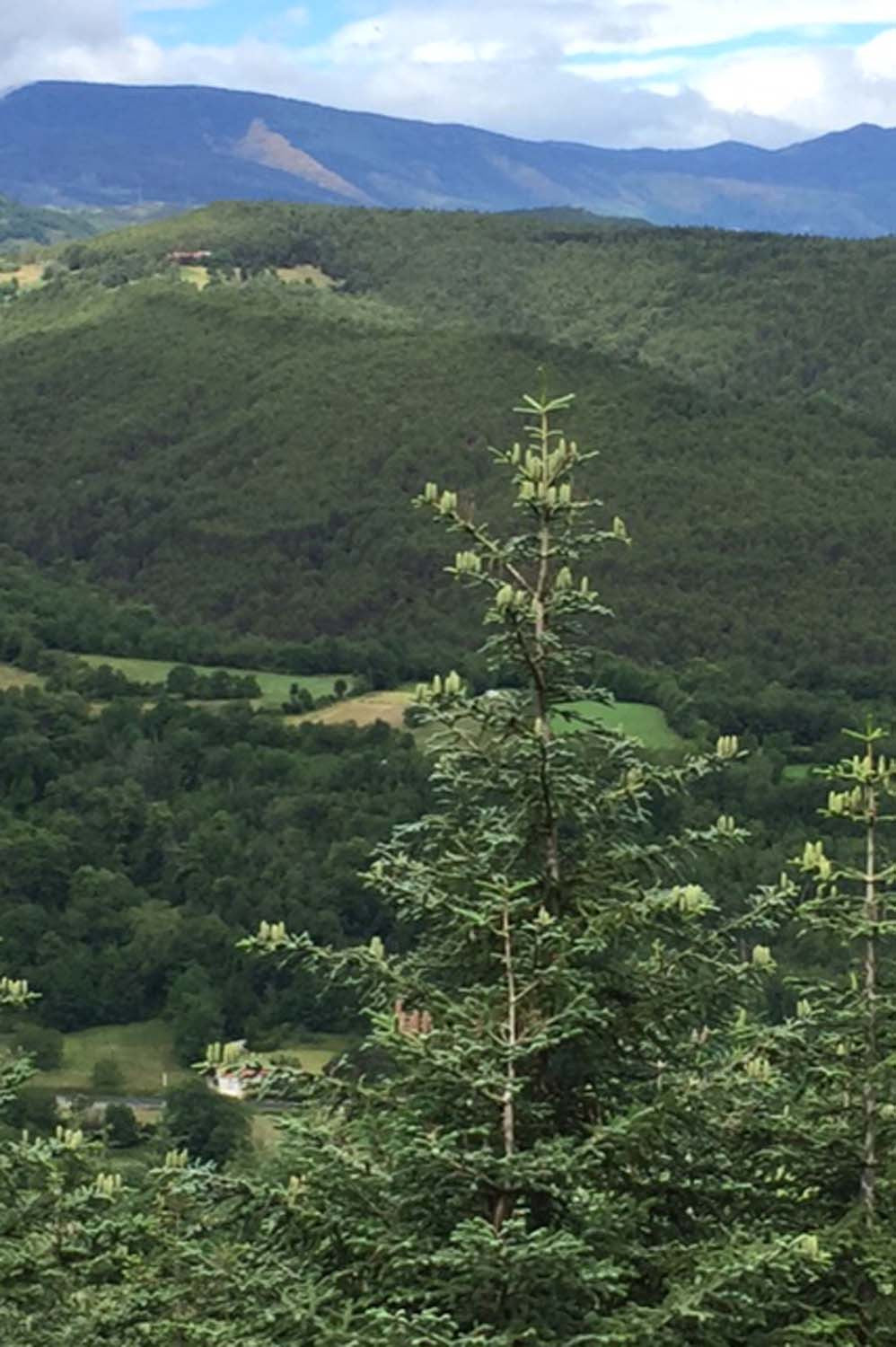 Cônes de sapin des Pyrénées (broyés) – bio et sauvages