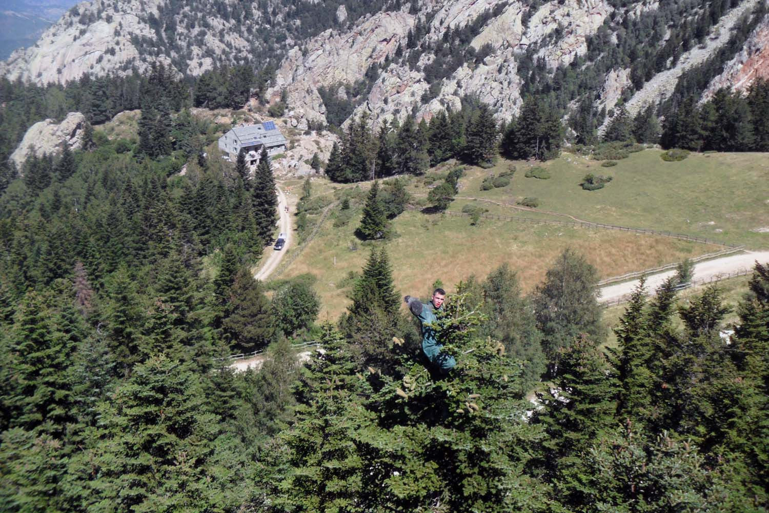 Cônes de sapin des Pyrénées (broyés) – bio et sauvages