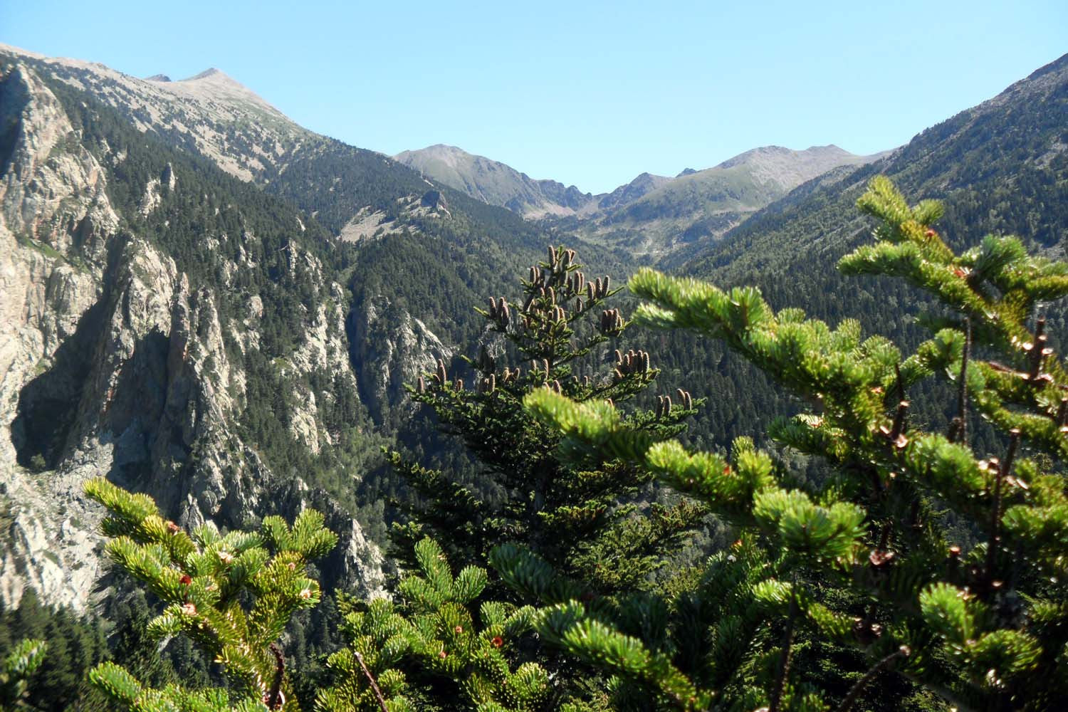 Cônes de sapin des Pyrénées (broyés) – bio et sauvages