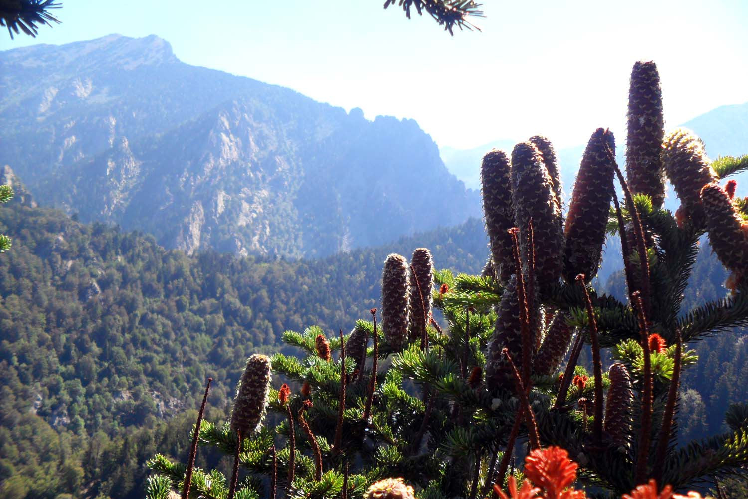 Cônes de sapin des Pyrénées (broyés) – bio et sauvages