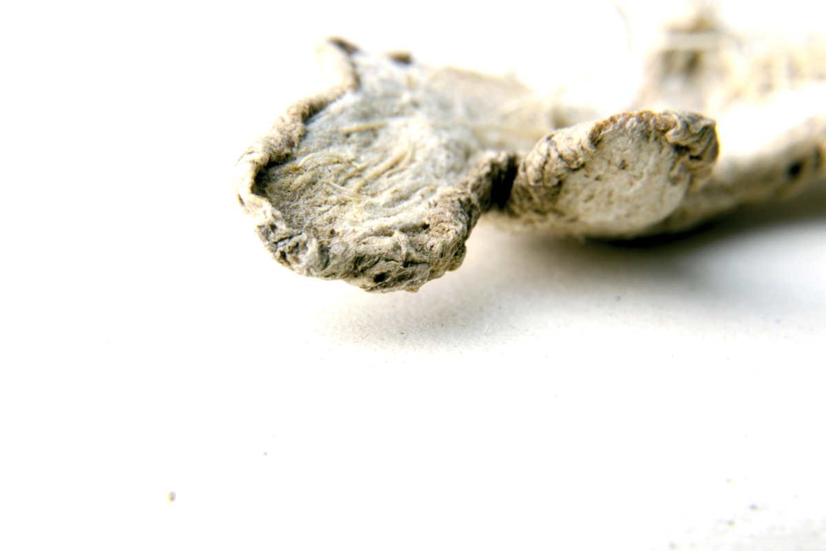 Gingembre du Kerala – bio