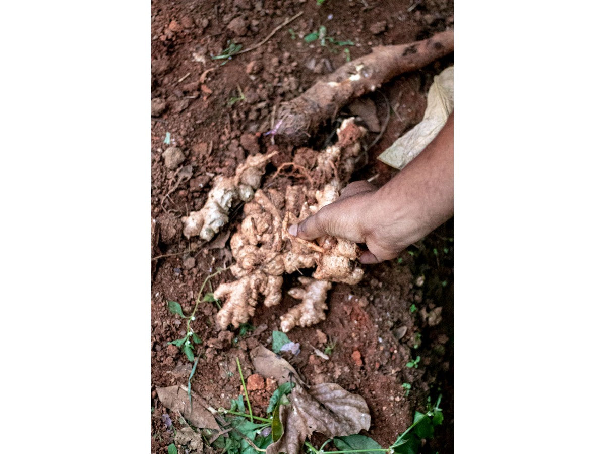 Gingembre du Kerala – bio