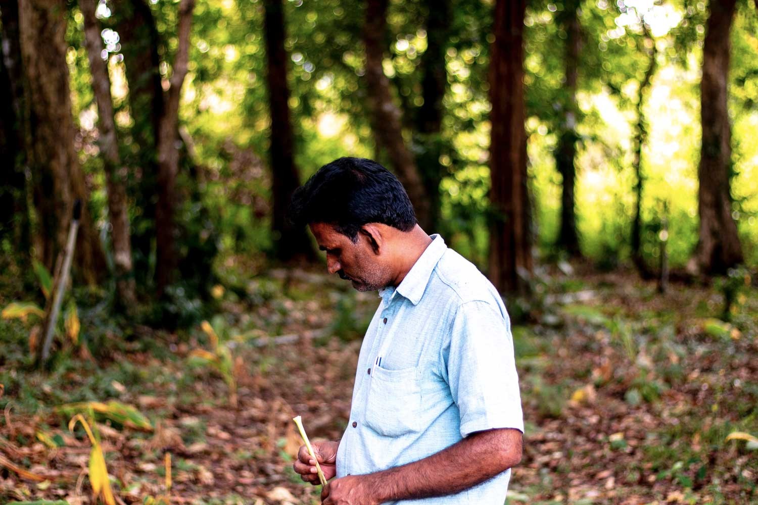 Gingembre du Kerala – bio