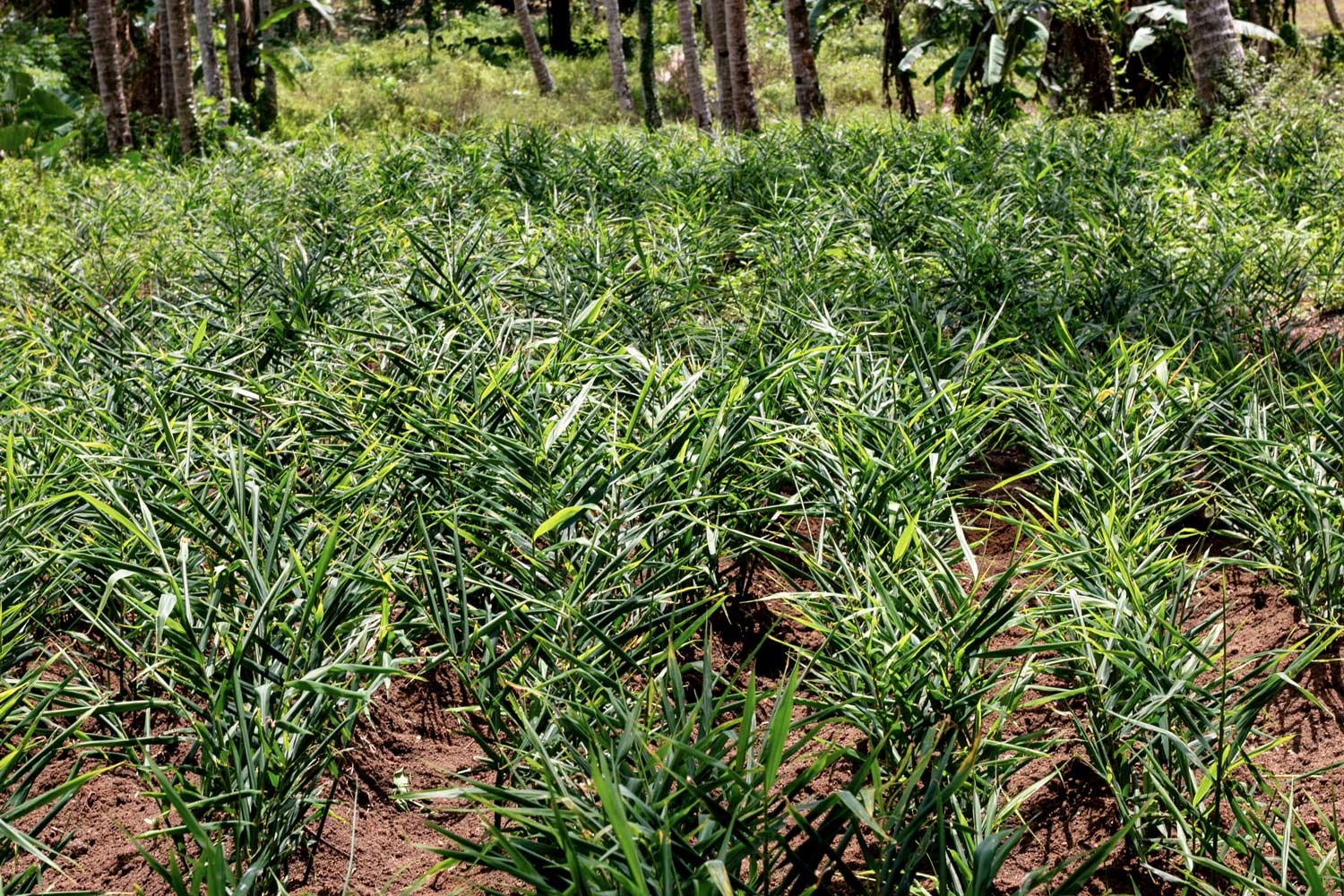 Gingembre du Kerala – bio
