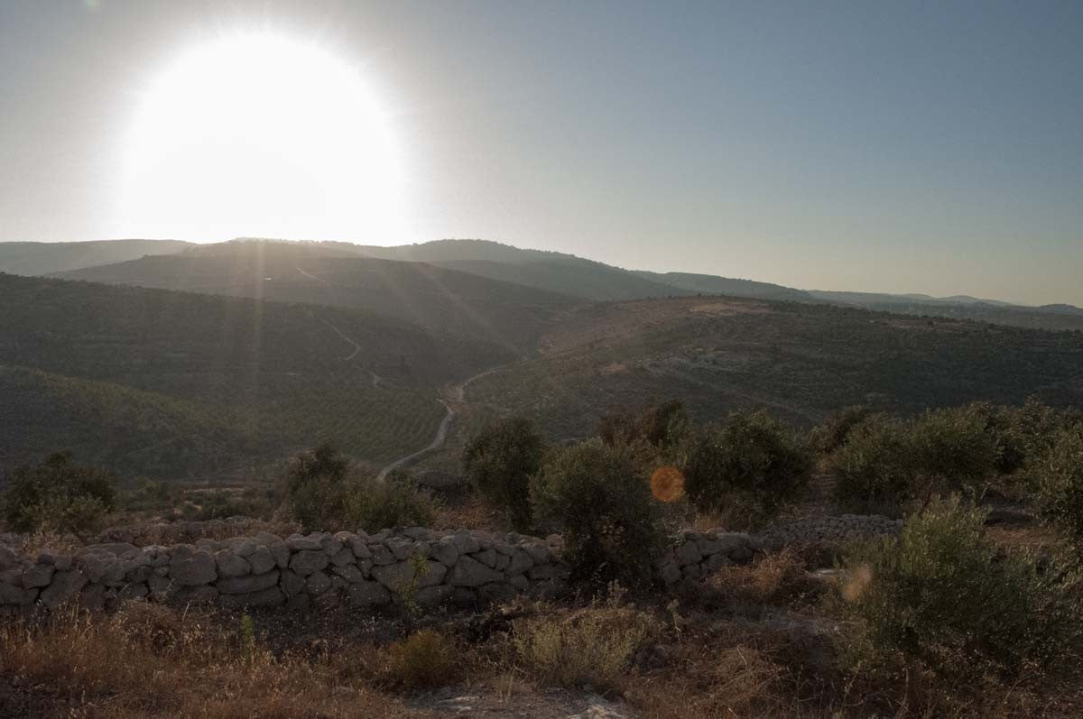 Freekeh entier de Palestine - bio