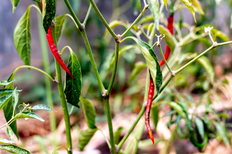 Piment cabe keriting de Java