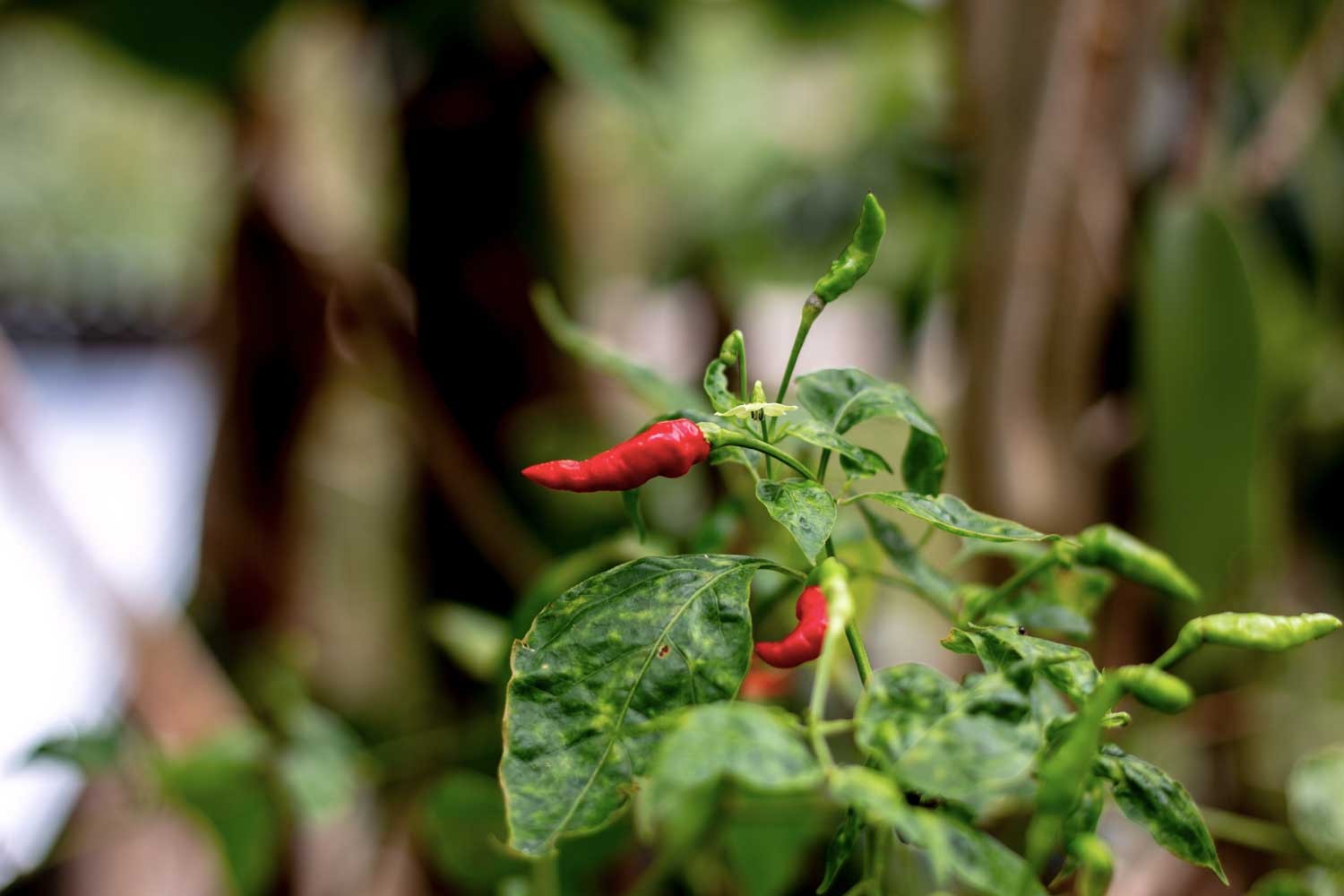 Piment œil d’oiseau de Java