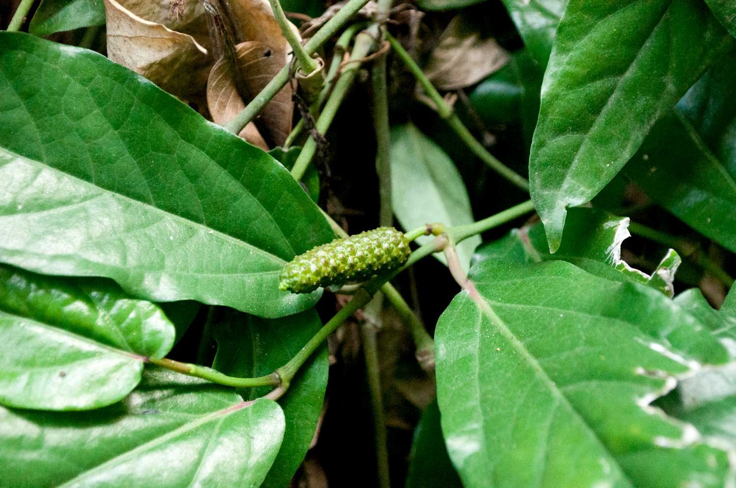 Poivre long rouge de Sulawesi - bio