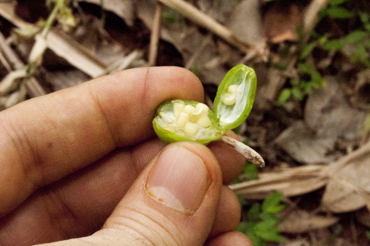 Cardamome verte du Kerala – bio et sauvage
