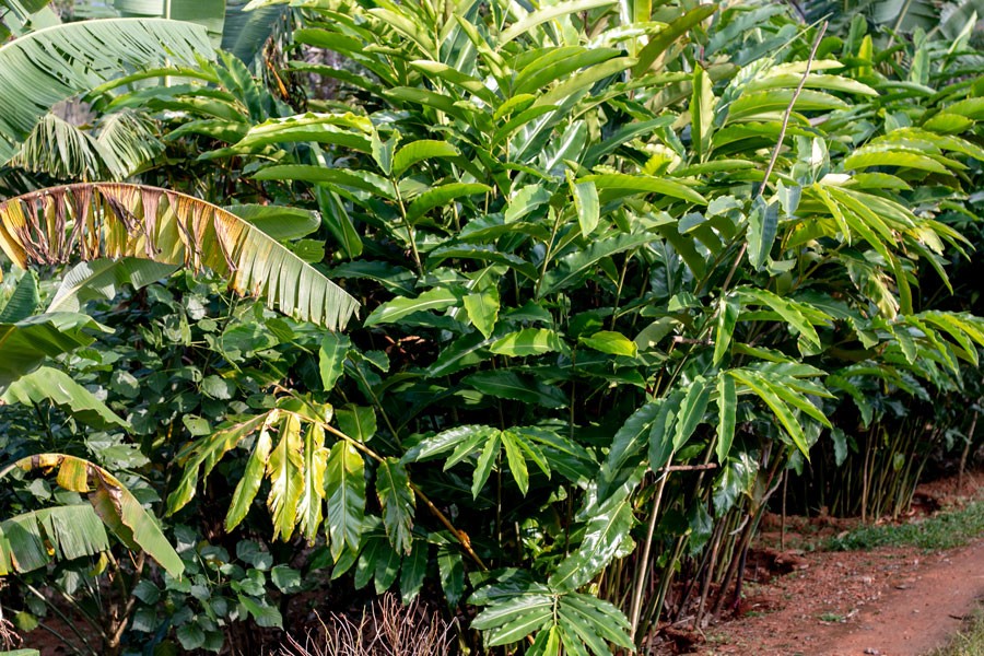 Cardamome verte du Kerala – bio et sauvage