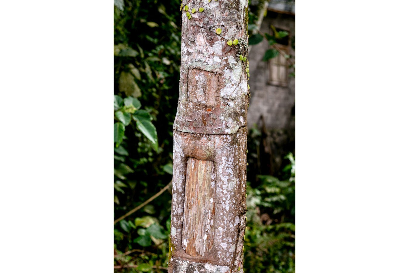 Cannelle cassia de Sulawesi – bio et sauvage