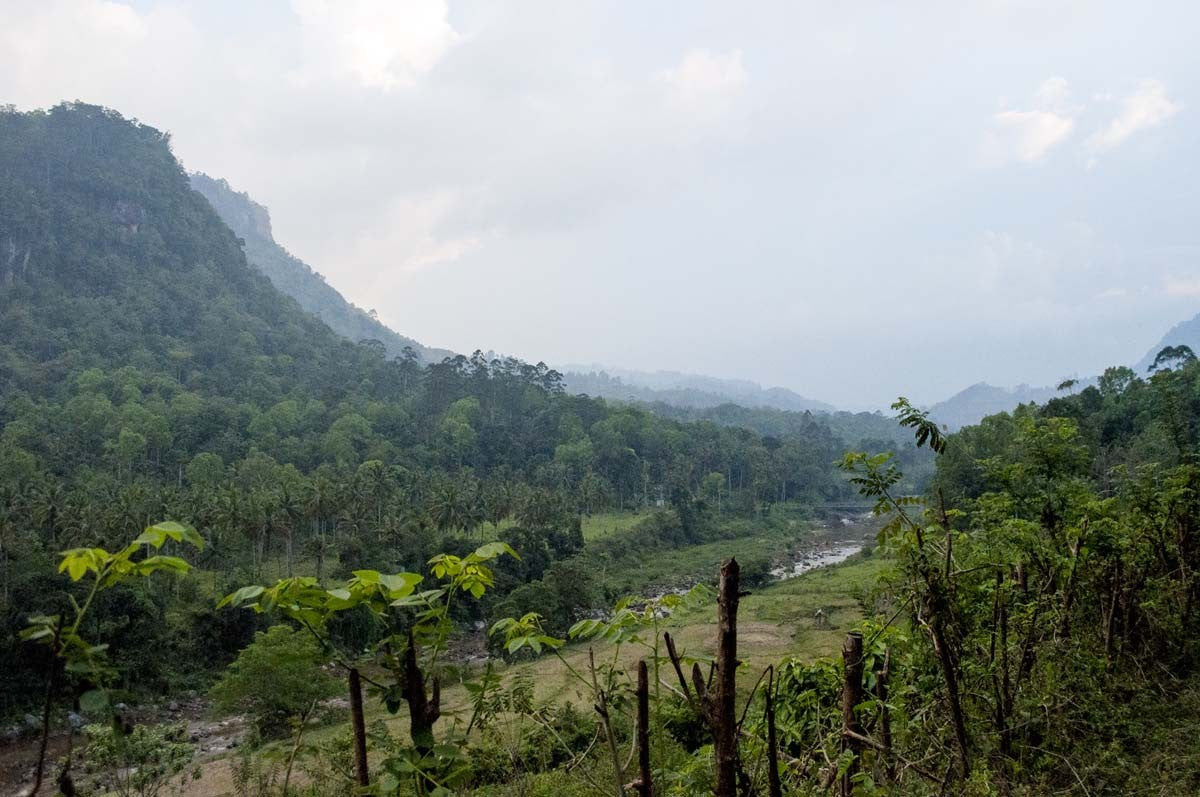 Girofle du Sri Lanka – bio et sauvage