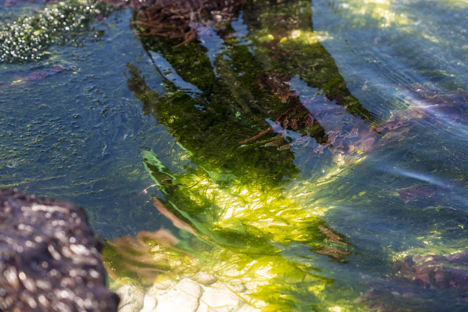 Dukkah aux algues bretonnes - bio
