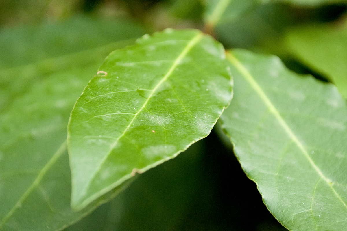 Laurier sauvage en feuilles flore en thym
