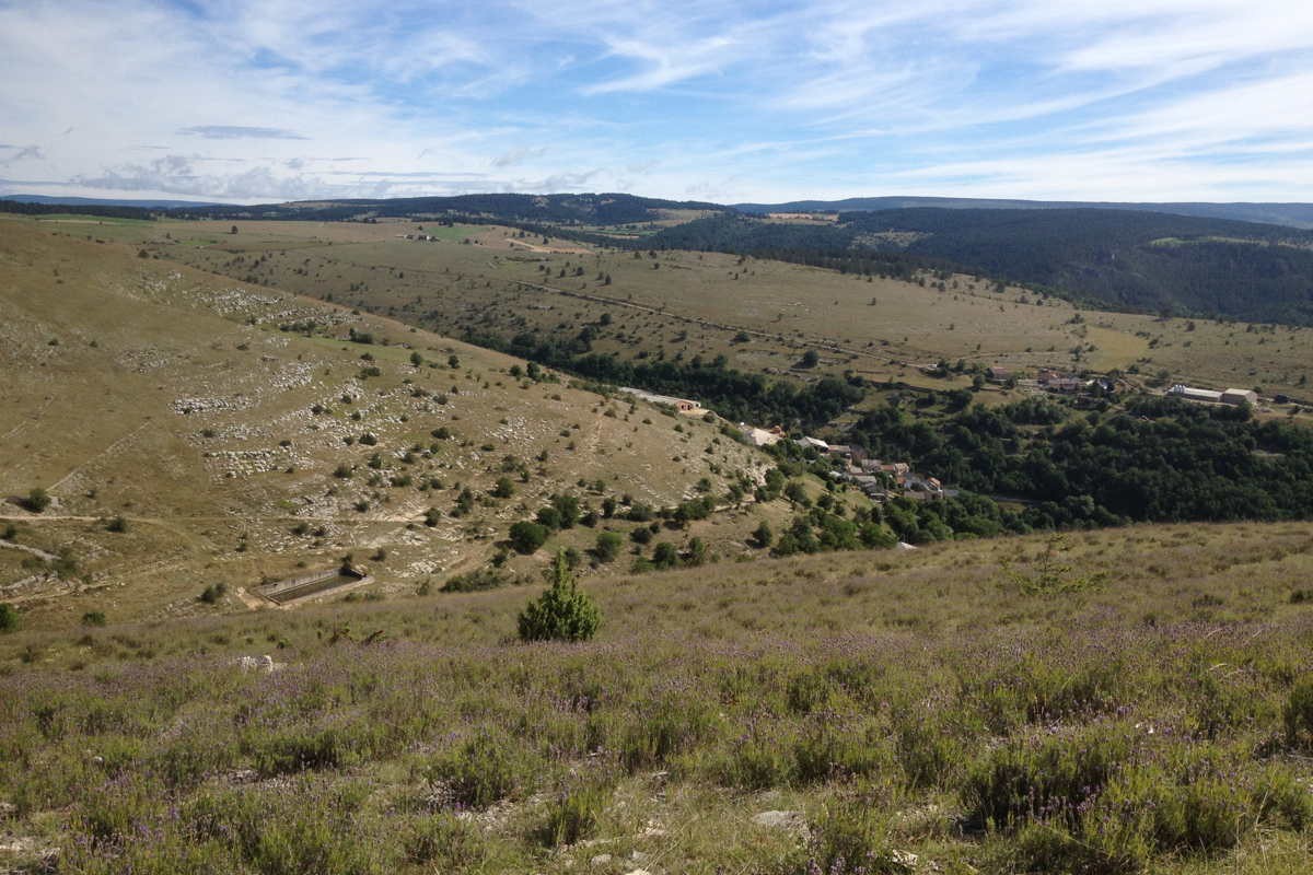 Lavande fine du Languedoc – bio et sauvage