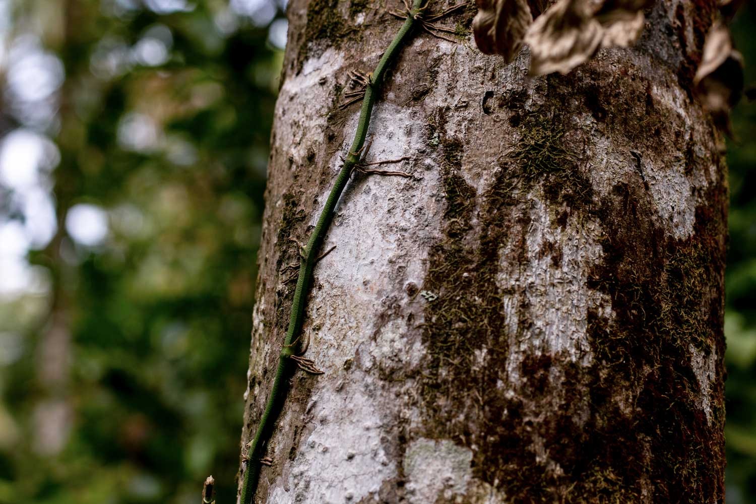 Poivre noir de Sulawesi – bio