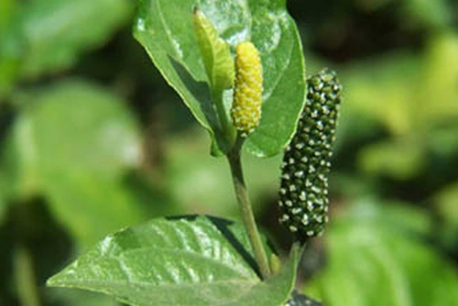 Petit poivre long d’Assam – bio et sauvage
