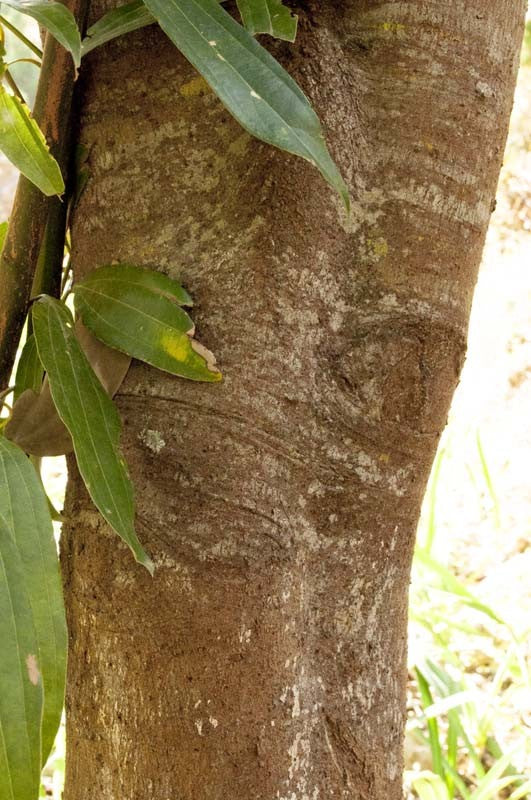Cannelle cassia du Kerala – bio et sauvage