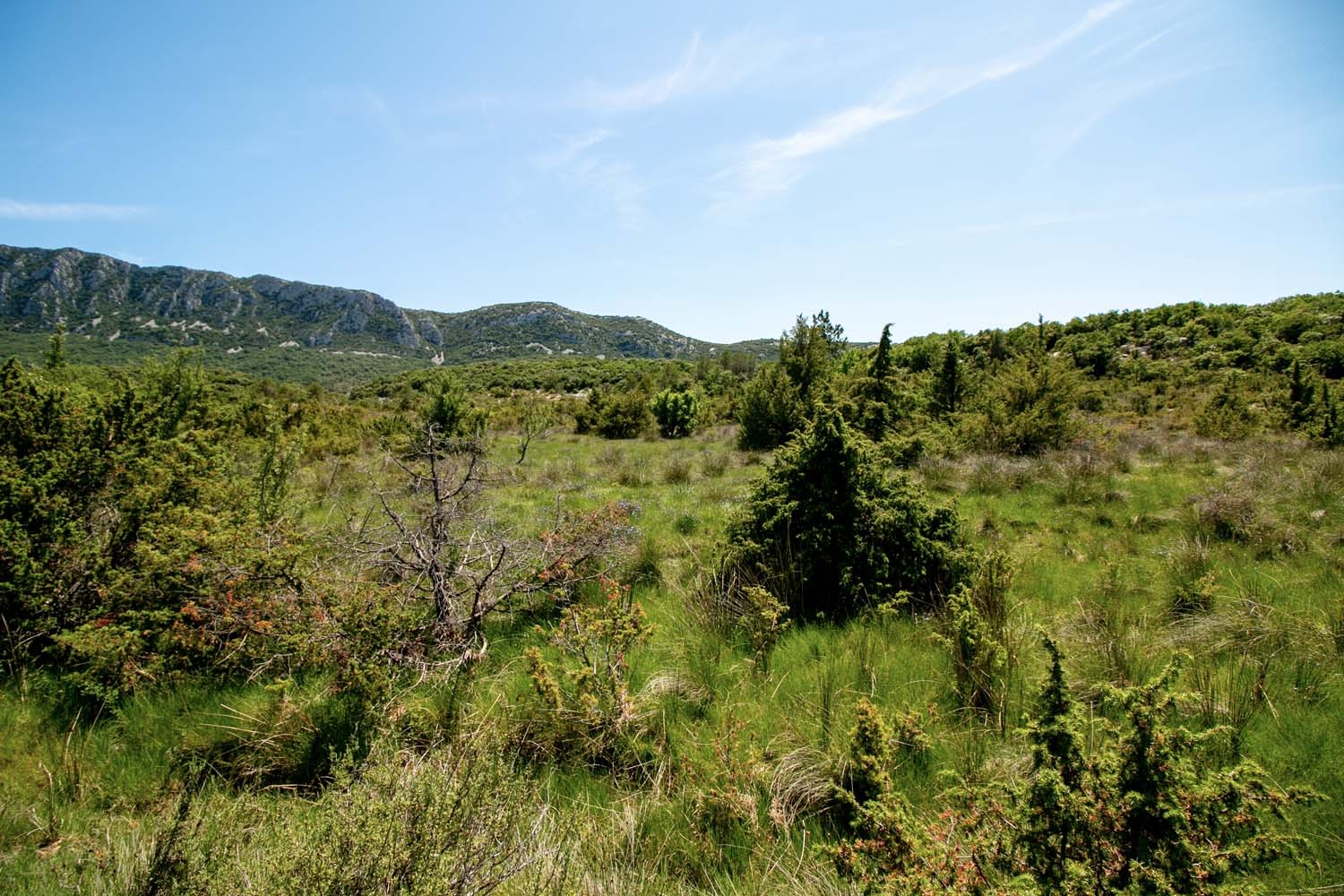 Sarriette du Languedoc - bio et sauvage