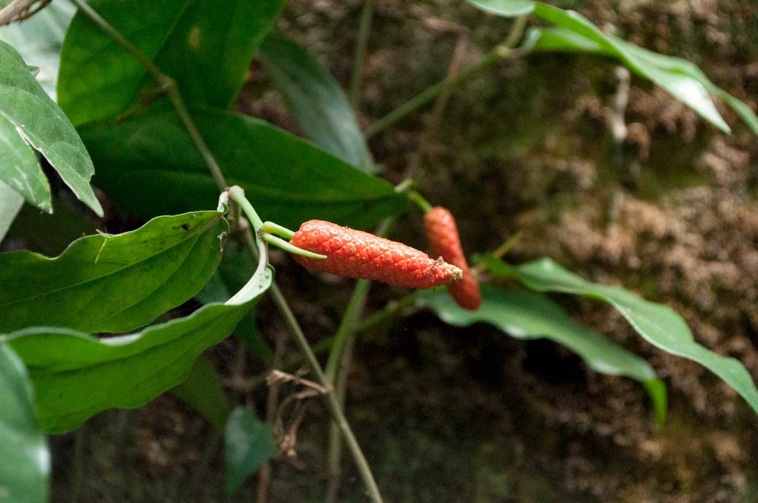 Poivre long rouge de Sulawesi - bio